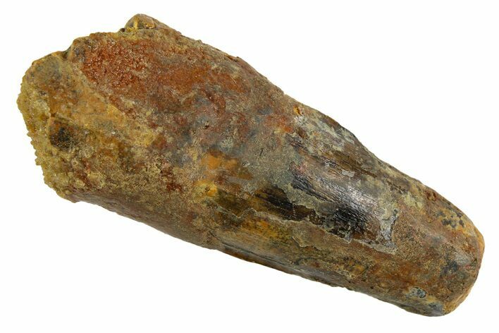 Fossil Spinosaurus Tooth - Real Dinosaur Tooth #253511